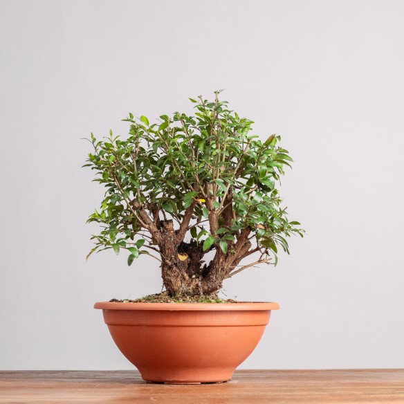 PUNICA GRANATUM NANA - Y0323