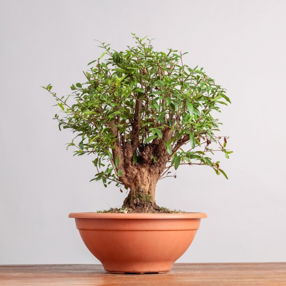 PUNICA GRANATUM NANA - Y0330