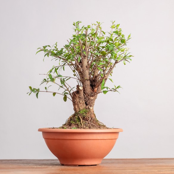 PUNICA GRANATUM NANA - Y0333