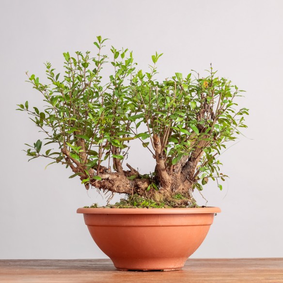PUNICA GRANATUM NANA - Y0335