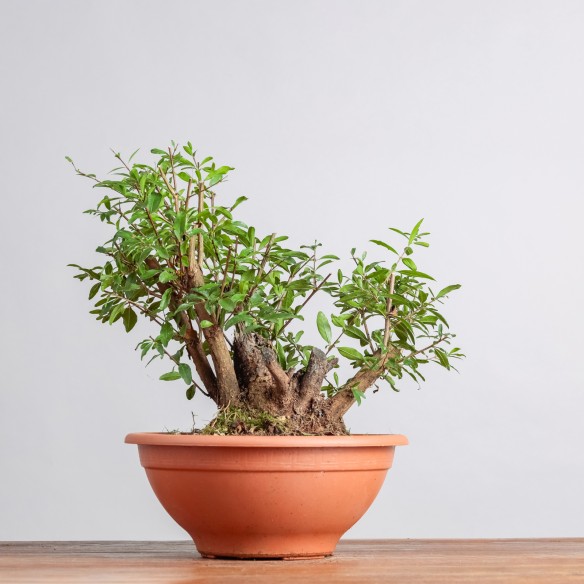 PUNICA GRANATUM NANA - Y0336