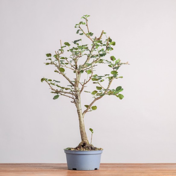 PYRUS SPP - Y0337