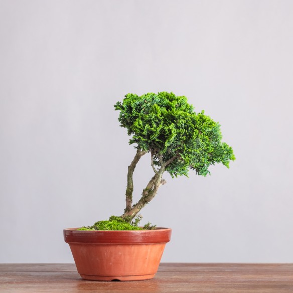 CHAMAECYPARIS "HINOKI" - Y0343