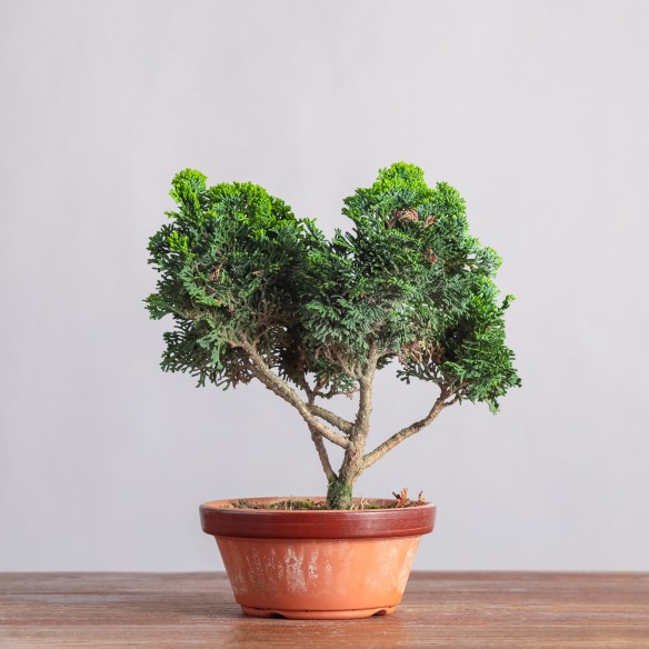 CHAMAECYPARIS "HINOKI" - Y0346