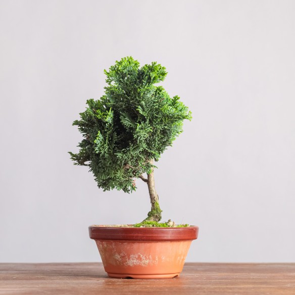 CHAMAECYPARIS "HINOKI" - Y0349