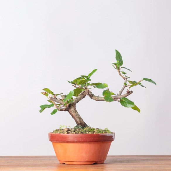 CARPINUS TURCZANINOWII - Y0373