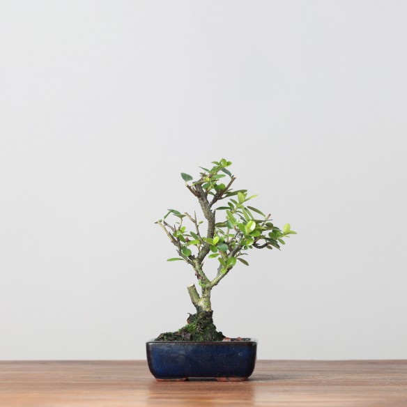 MINI PYRACANTHA - Y0392