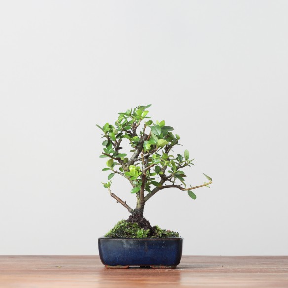 MINI PYRACANTHA - Y0393