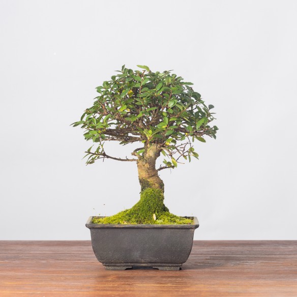 ZELKOVA NIRE - Y0241