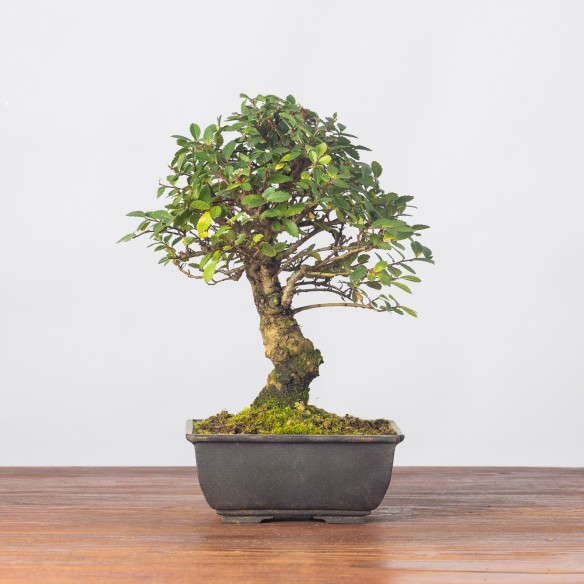 ZELKOVA NIRE - Y0242