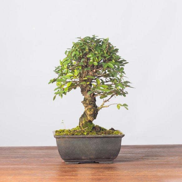 ZELKOVA NIRE - Y0244