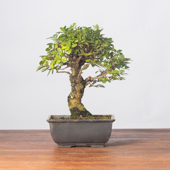 ZELKOVA NIRE - Y0245