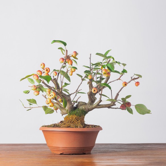 MALUS "EVEREST" - Y0247