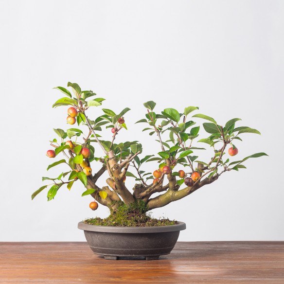 MALUS "EVEREST" - Y0250