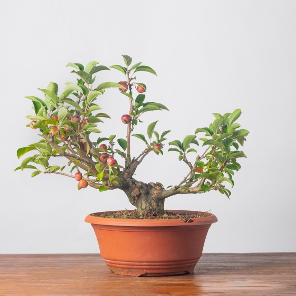 MALUS "EVEREST" - Y0253