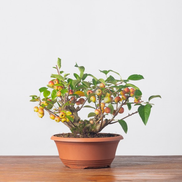 MALUS "EVEREST" - Y0254