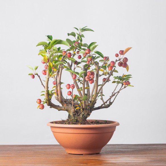 MALUS "EVEREST" - Y0255