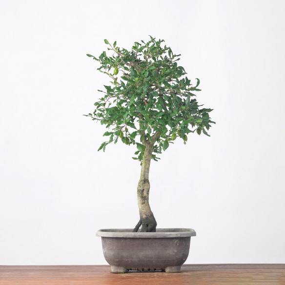 DIOSPYROS KAKI - Y0274
