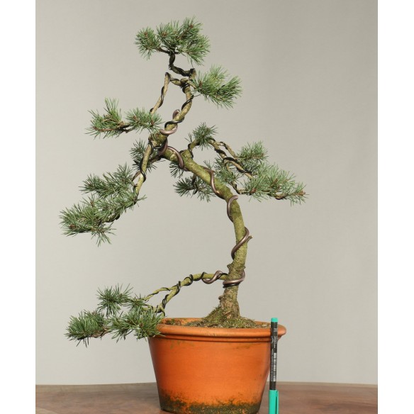 Pinus sylvestris - B0270