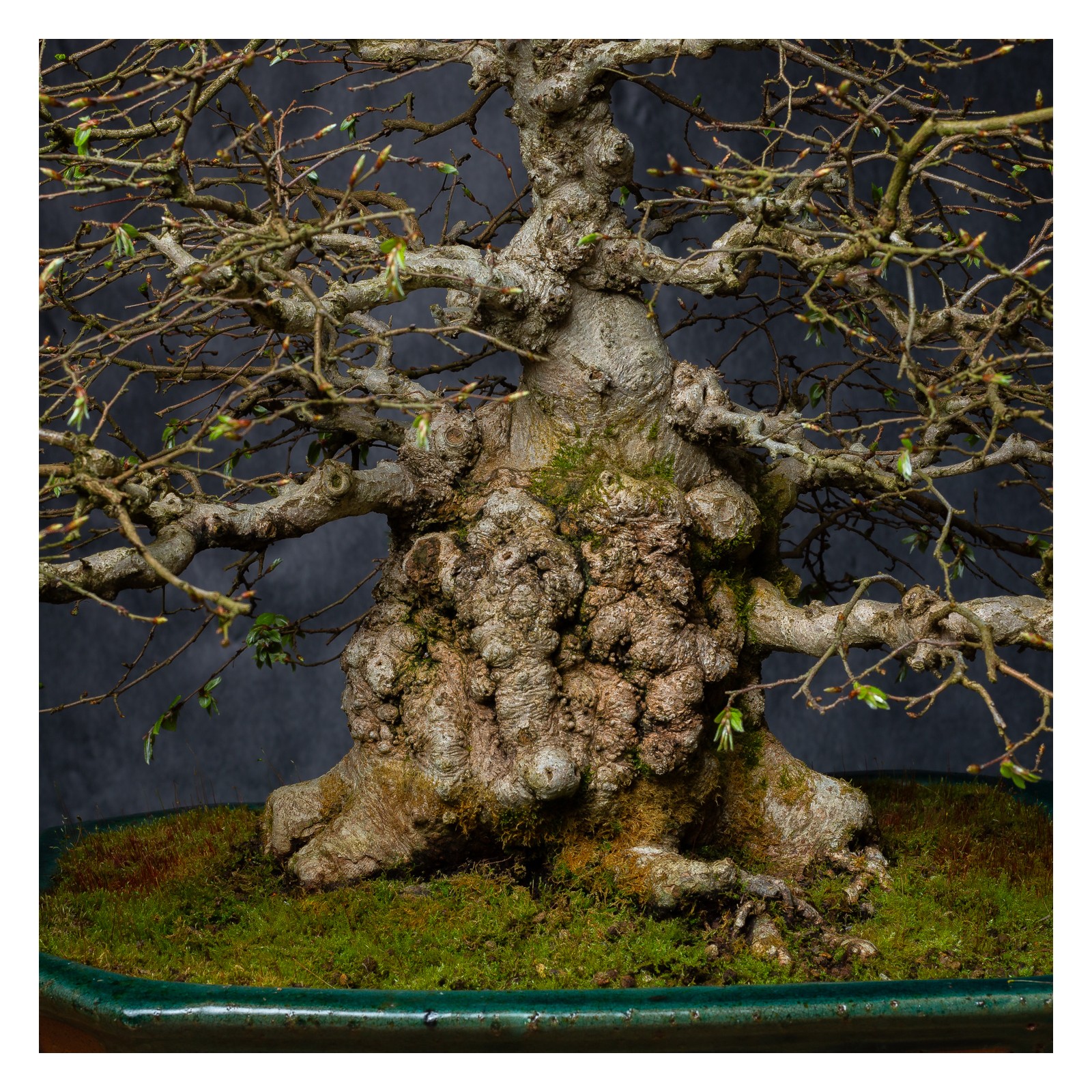 50 Semi Di Carpino Coreano (Carpinus Turczaninowii) Per Coltivare Bonsai - Per Appassionati
