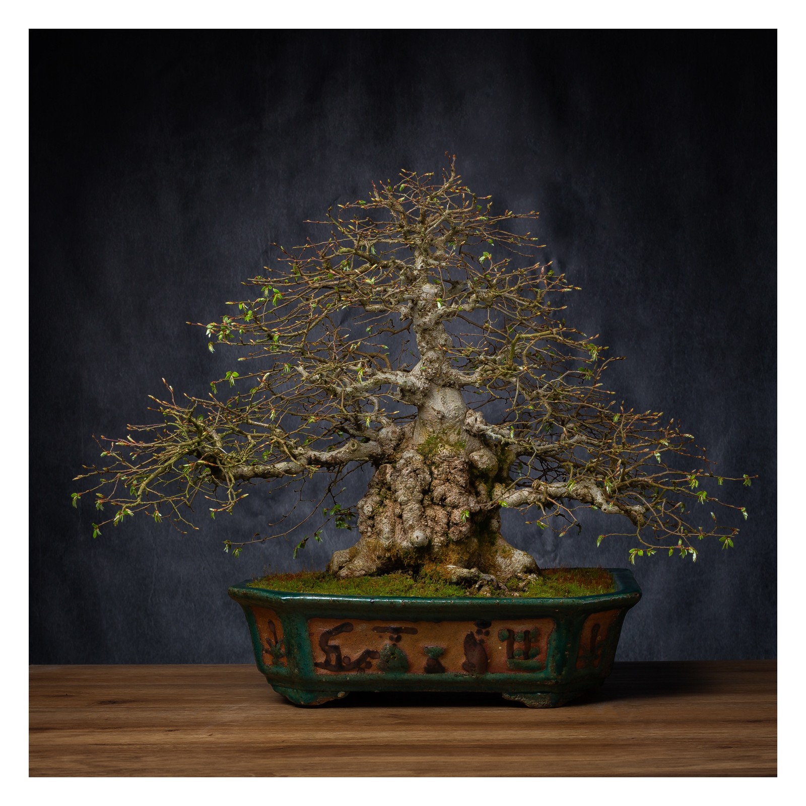 50 Semi Di Carpino Coreano (Carpinus Turczaninowii) Per Coltivare Bonsai - Per Appassionati