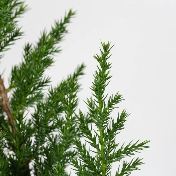 JUNIPERUS C. SAN JOSE