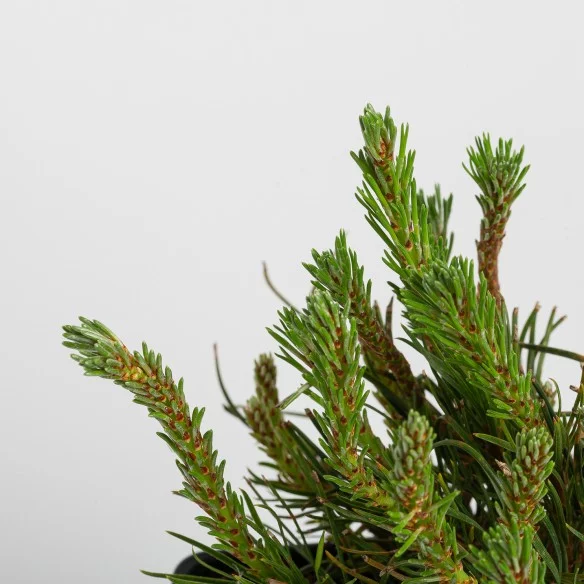 Pinus Mugo Var. Pumilio