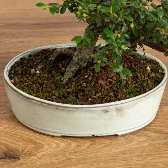 Cotoneaster B3792