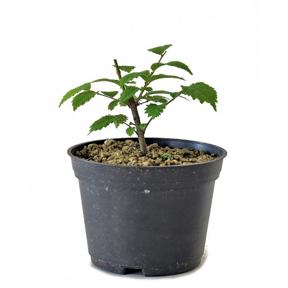 Ulmus spp.