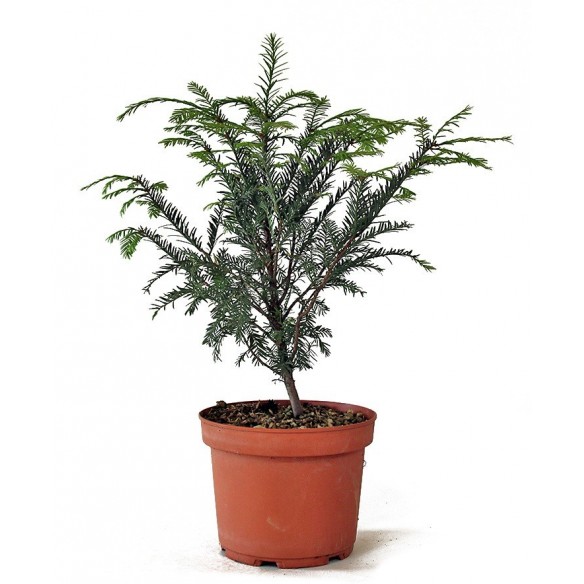 Taxus baccata