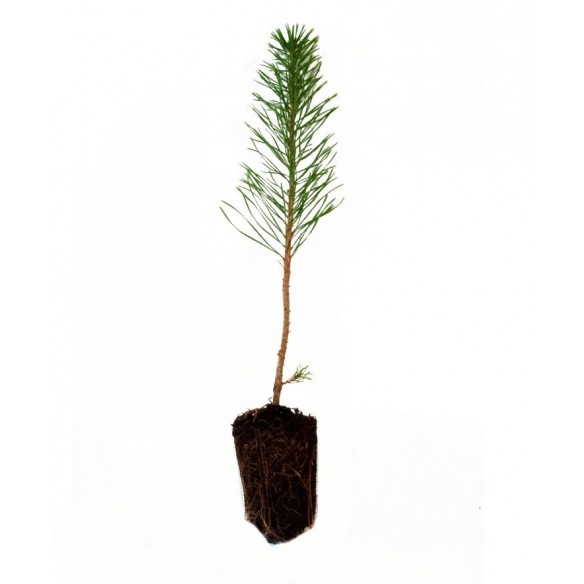 Pinus Sylvestris