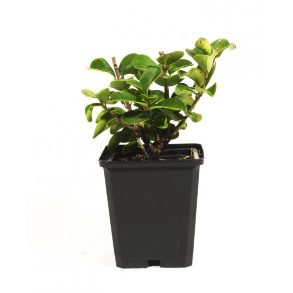 Ligustrum 'ibota'
