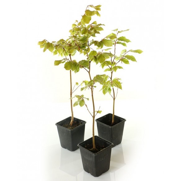 Haya - Fagus sylvatica