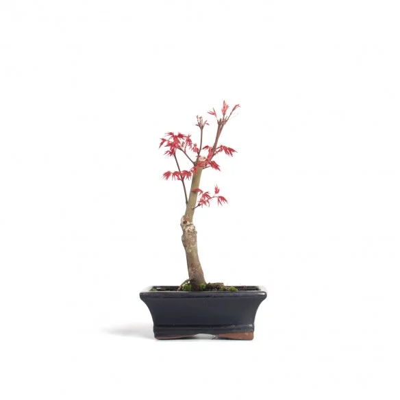 Acer palmatum deshojo - Pot...
