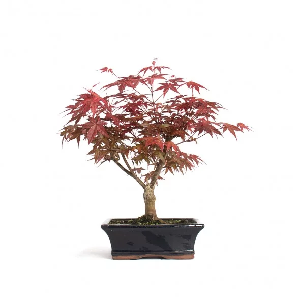 Acer palmatum deshojo - Pot...