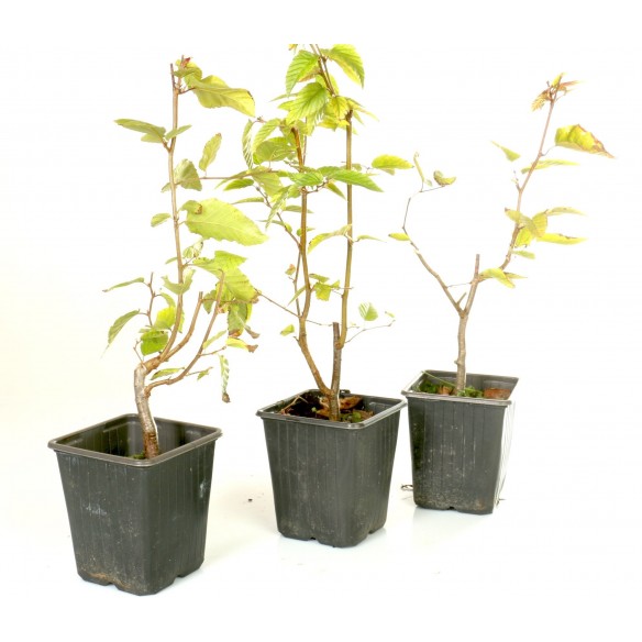 Carpinus turczaninowii
