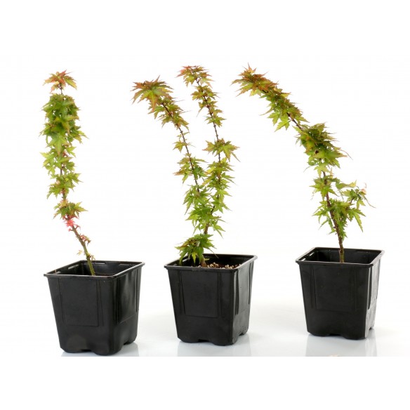 Acer palmatum 'shishigashira'