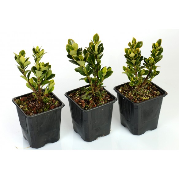 Gardenia jasminoides