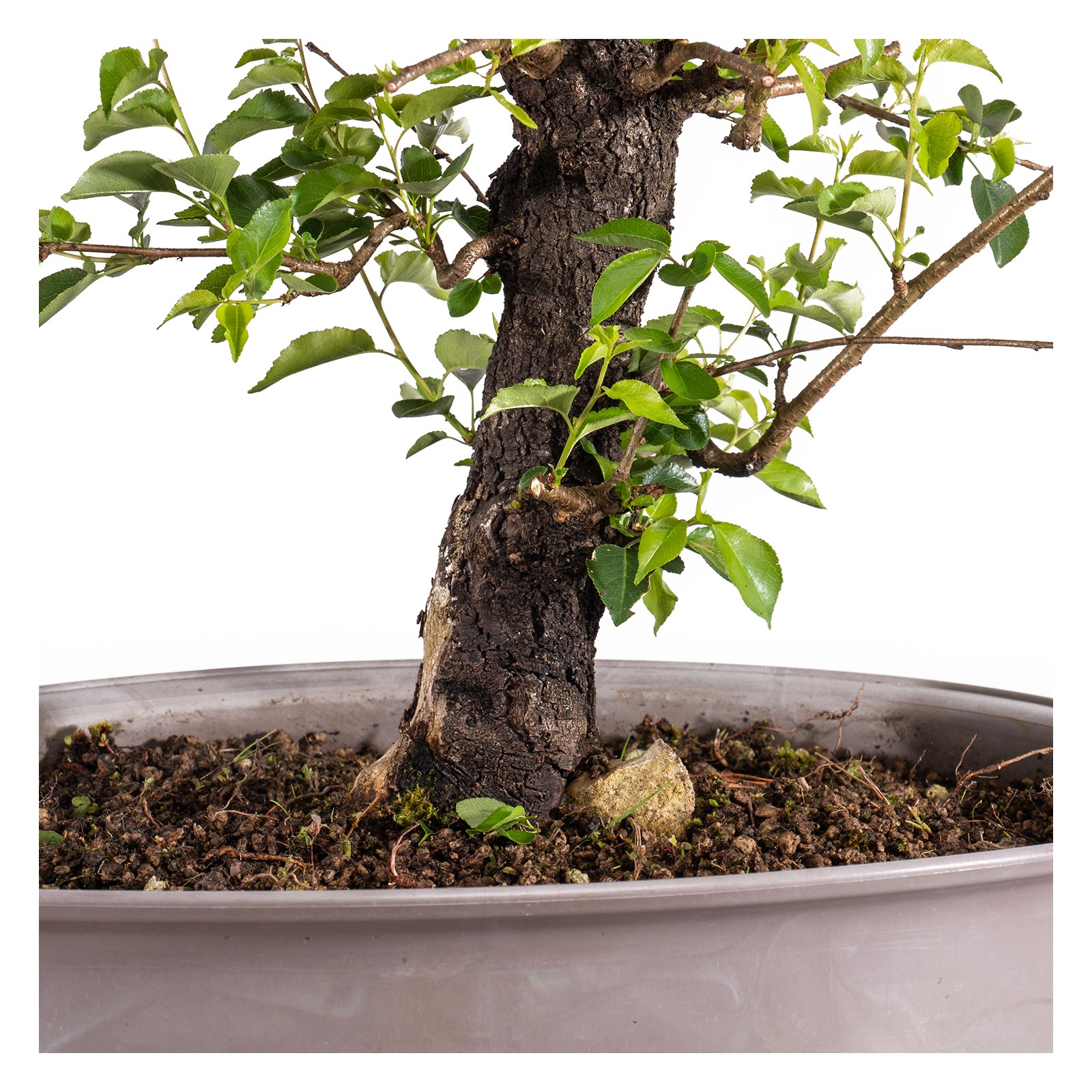 Japanischer Kirschbaum 25x Felsenkirsche / Steinkirsche (Prunus Mahaleb)  Bonsai Samen - Winterhart & Bienenfreundlich