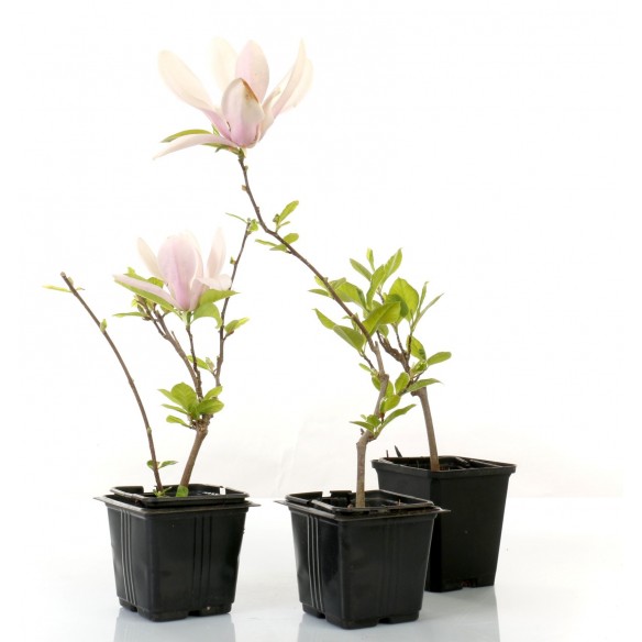 Magnolia stellata