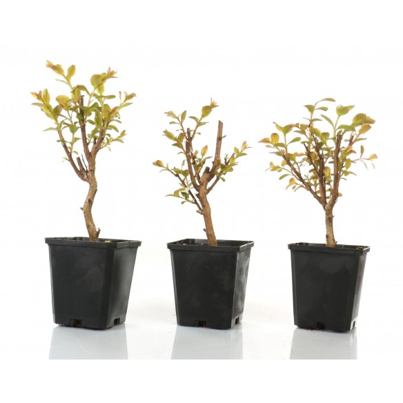 Lagerstroemia indica