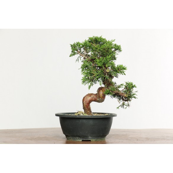 Juniperus chinensis...