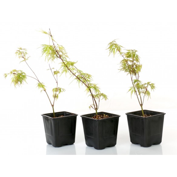 Acer palmatum 'seiryu'
