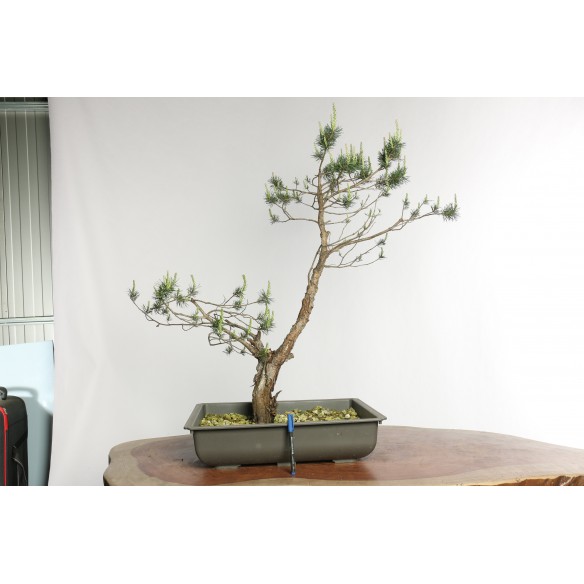 Pinus sylvestris - Y0021