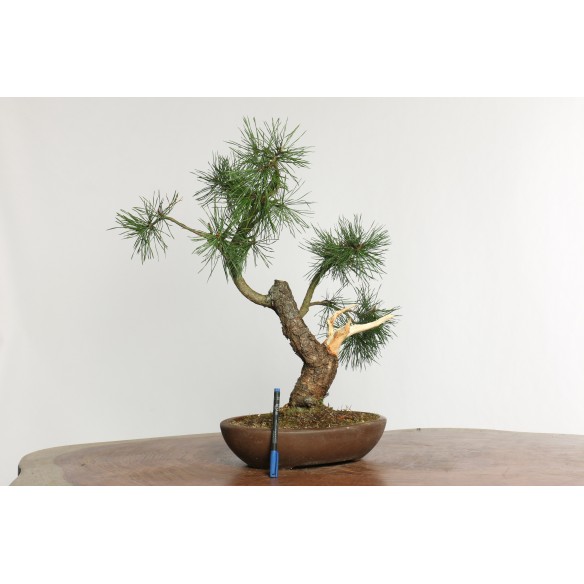 Pinus sylvestris - Y0022