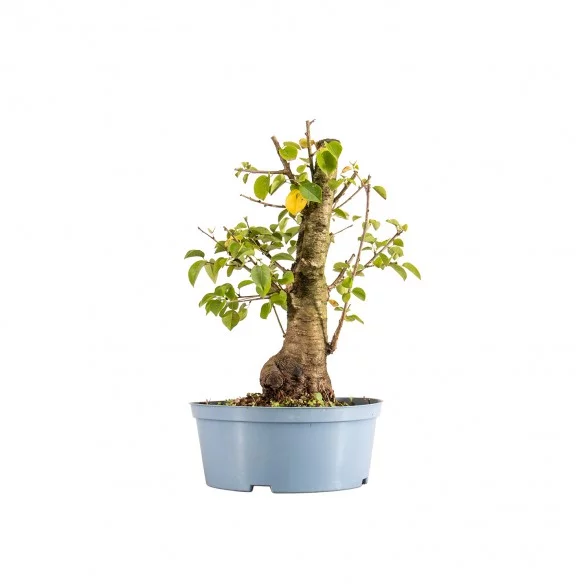 Prunus mahaleb - Vaso...