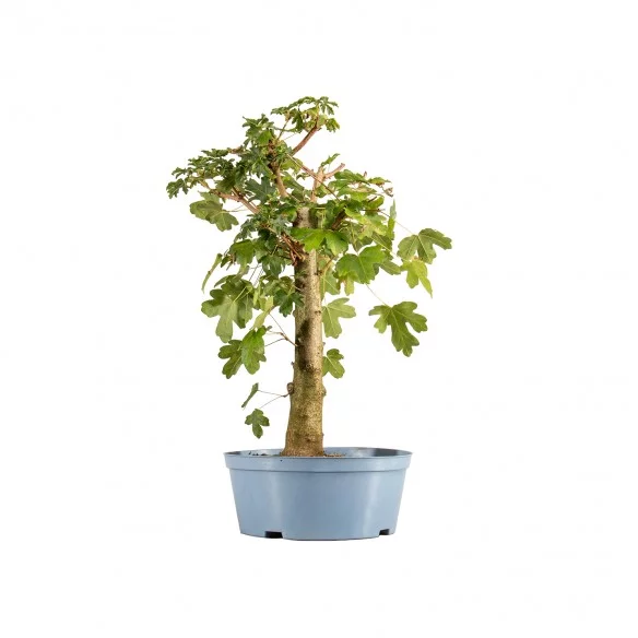 Acer campestris - Vaso...