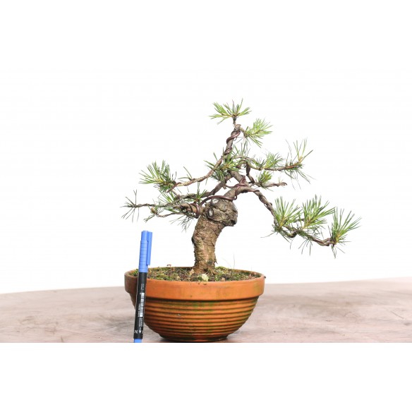 Pinus sylvestris - B0782