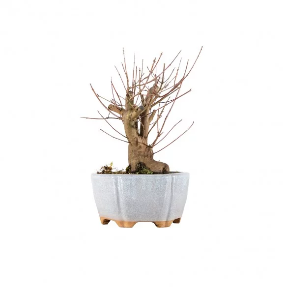 Acer ginnala - B5752