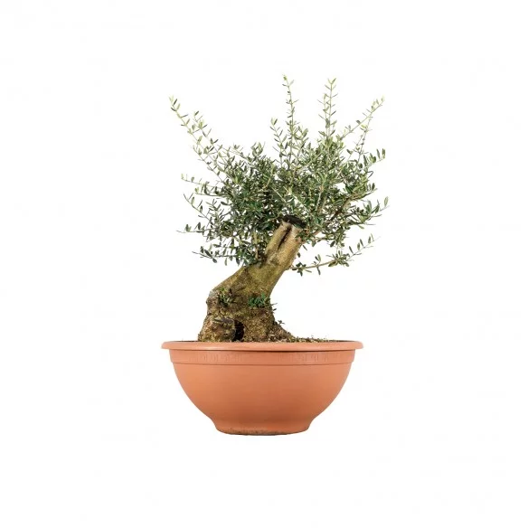 Olea europea sylvestris -...